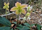 21 Rose di Natale - Ellebori - (Helleborus niger)